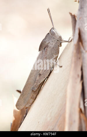 Slender Gumleaf Grasshopper (Goniaea vocans) on branch. Entwood Sanctuary. Sandleton. Murraylands. South Australia. Australia. Stock Photo