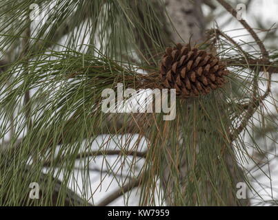 Female cone and needles of Slash Pine, Pinus ellioti; west Florida. Stock Photo