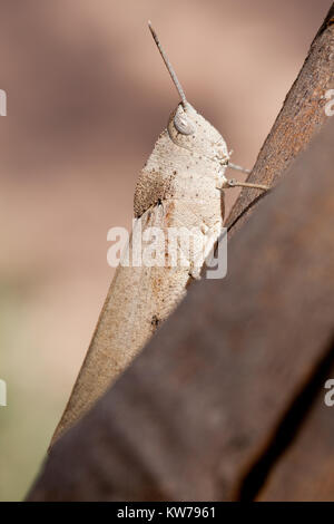 Slender Gumleaf Grasshopper (Goniaea vocans) on branch. Entwood Sanctuary. Sandleton. Murraylands. South Australia. Australia. Stock Photo