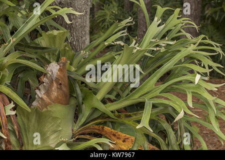 Staghorn fern, Platycerium bifurcatum, growing as an epiphyte on tree. SE Asia. Stock Photo