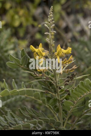 Necklace Pod, Sophora tomentosa, in flower; native to Florida, and widely planted as nectar-plant. Stock Photo