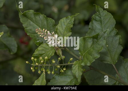 Rougeplant, Rivina humilis, in flower; native to southern USA, and widely grown in gardens. Florida. Stock Photo