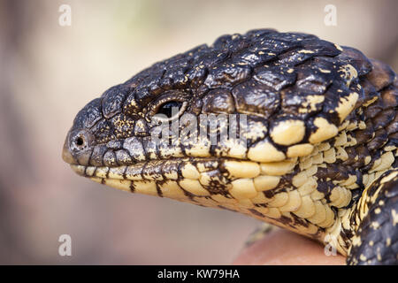 12+ Open Lizard Pose 12+ Open Lizard Pose