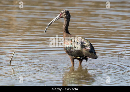 A white-faced ibis, with its distinctive iridescent plumage, wades in the shallow waters of Shollenberger Park, Sonoma county, California.