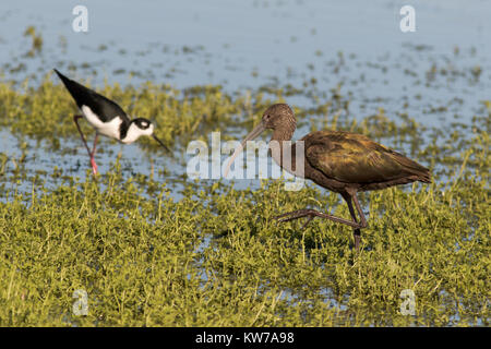 A Black-necked stilt (left) and White-faced ibis (right) foraging in the shallow waters of Shollenberger Park, Petaluma, California.