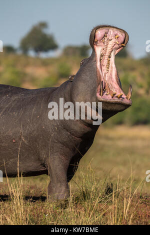 Hippo (Hippopotamus amphibius) yawning, Chobe national park, Botswana, Africa, June 2017 Stock Photo