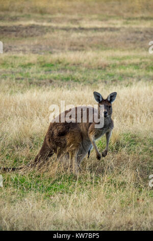 A western grey kangaroo grazing in paddock in a Margaret River farm, Western Australia. Stock Photo