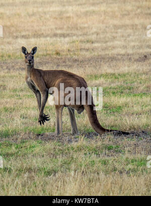 A western grey kangaroo grazing in paddock in a Margaret River farm, Western Australia. Stock Photo