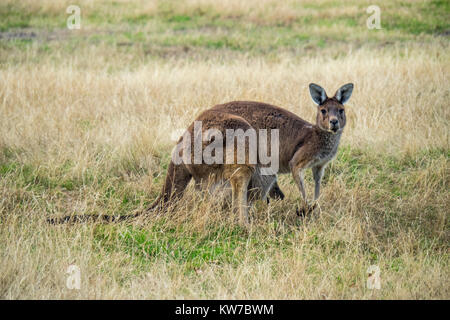 A western grey kangaroo grazing in paddock in a Margaret River farm, Western Australia. Stock Photo