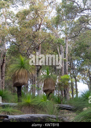 Xanthorrhoea preissii or grass trees in eucalyptus  forest in Margaret River, Western Australia. Stock Photo