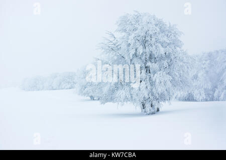 Lone frozen and snowy tree in a snowfield on a foggy and moody day of winter; Vosges mountains, France. Stock Photo