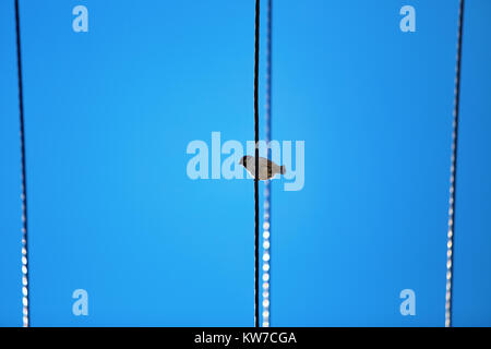 little Sparrow sitting on a wire against a blue sky Stock Photo