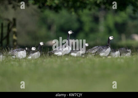 Barnacle Goose; Branta leucopsis Flock Cumbria; UK Stock Photo