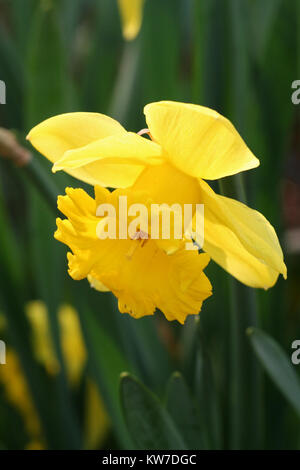 Daffodils  Chicago Botanic Garden