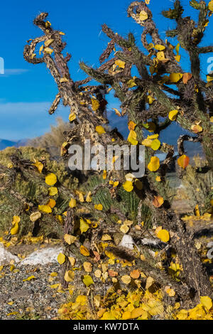 Autumn leaves caught on Cholla cactus in Rio Grande Gorge State Park adjacent to Rio Grande del Norte National Monument, New Mexico, USA Stock Photo
