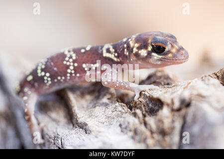 Barking Gecko (Underwoodisaurus milii). Entwood Sanctuary. Sandleton. Murraylands. South Australia. Australia. Stock Photo