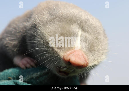 close up of lesser mole rat head ( Spalax leucodon ) Stock Photo