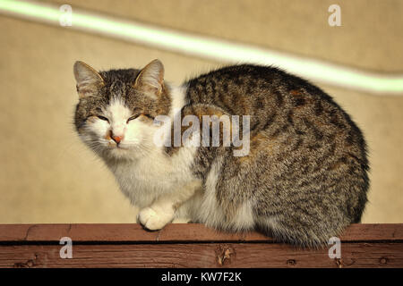 motley domestic cat standing on wooden fence Stock Photo