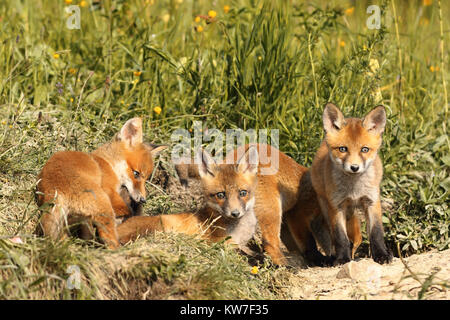 family of young red foxes near the den ( Vulpes ) Stock Photo