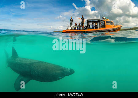 Basking Shark Encounter, Mull, Scotland. Shark looks huge beside dive boat. Stock Photo