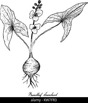 Root and Tuberous Vegetables, Illustration Hand Drawn Sketch of Broadleaf Arrowhead or Sagittaria Latifolia Plant Isolated on White Background. Stock Vector