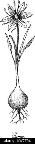 Root and Tuberous Vegetables, Illustration Hand Drawn Sketch of Camas, Camassia, Quamash, Indian Hyacinth, Camash or Wild Hyacinth Plant Isolated on W Stock Vector