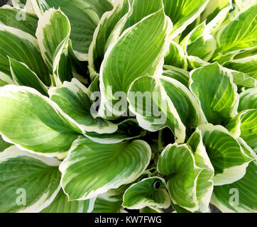 Thick lush green leaves of the Hosta plant a garden favorite Stock Photo