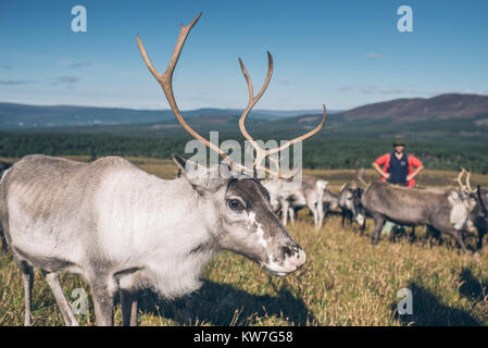 Reindeer ir beautiful colourful autumn landscape in Scotland Stock Photo