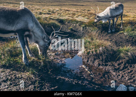 Reindeer ir beautiful colourful autumn landscape in Scotland Stock Photo