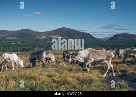 Reindeer ir beautiful colourful autumn landscape in Scotland Stock Photo