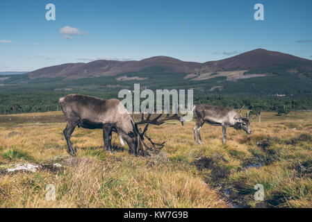 Reindeer ir beautiful colourful autumn landscape in Scotland Stock Photo