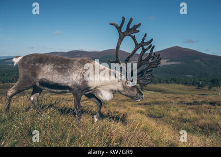 Reindeer ir beautiful colourful autumn landscape in Scotland Stock Photo