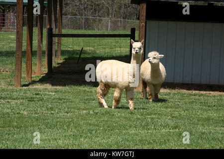 Alpaca farm in Virginia, USA Stock Photo