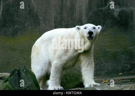 Polar bear in captivity Stock Photo