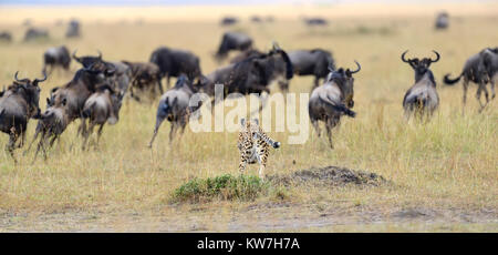 Cheetah (Acinonyx jubatus) pursuit a wildebeest, Masai Mara, Kenya Stock Photo