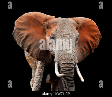 Huge Elephant In Dark Background 3d Rendering Stock Photo Alamy
