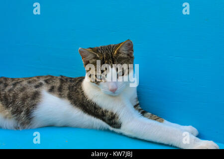 A cute young cat or older kitten reclines on a blue bench in a cat sanctuary in Dubrovnik, Croatia Stock Photo