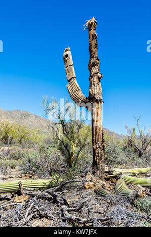 Dead Saguaro cactus (Carnegiea gigantea) in the Saguaro National Park, Arizona, USA Stock Photo