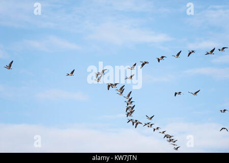 A flock of Canada Geese in flight in North Dakota Stock Photo