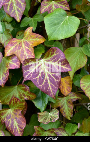 Virginia creeper leaves changing colour from green to purple during the autumnal season. Attractive garden creepers and climbers for the walls. Colour Stock Photo