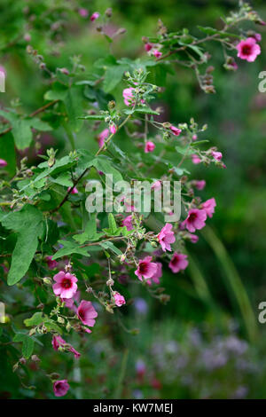 anisodontea capensis el rayo,African mallow El Rayo,Anisodontea El Rayo,pink flowers,flowering,RM Floral Stock Photo