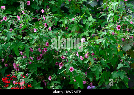 anisodontea capensis el rayo,African mallow El Rayo,Anisodontea El Rayo,pink flowers,flowering,RM Floral Stock Photo