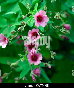 anisodontea capensis el rayo,African mallow El Rayo,Anisodontea El Rayo,pink flowers,flowering,RM Floral Stock Photo