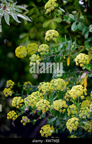 Bupleurum fruticosum,shrubby hare's-ear,evergreen,Mediterranean,plant,yellow,flowers,florets,garden,RM floral Stock Photo