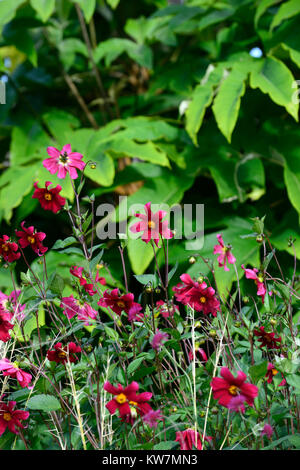 Dahlia coccinea Mary Keen,carmine red,flowers,flower,flowering,dahlias,garden,gardens,RM Floral Stock Photo