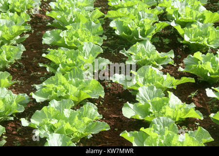 Green cabbage on the farm field in Myanmar Stock Photo