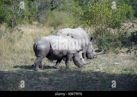 white Rhino in the wilderness of Africa . Stock Photo