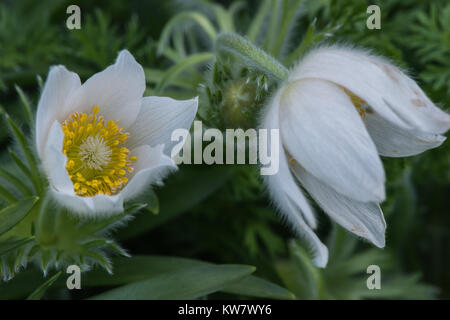 The white bell flowers of the garden plant Pulsatilla in early spring with its hairy green stems Stock Photo