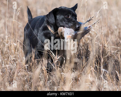 Black Labrador Retriever with a Hungarian Partridge in North Dakota Stock Photo