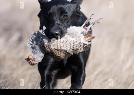 Black Labrador Retriever with a Hungarian Partridge in North Dakota Stock Photo